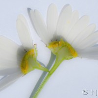 Scentless Mayweed